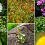Dimanche 6 avril : Atelier Découverte et Cuisine des Plantes Sauvages